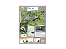 dachs