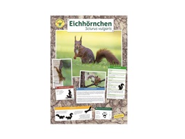 eichhörnchen