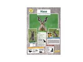 hase