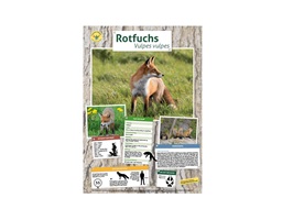 rotfuchs