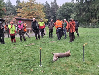 Treib- Drückjagd 2025 Jagdschule NOK