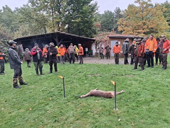 Treib- Drückjagd 2025 Jagdschule NOK