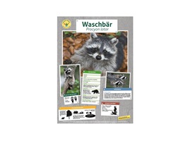 waschbär