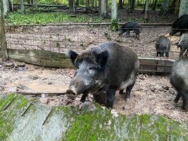 wildschwein im gehege