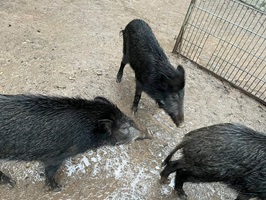 wildschweine