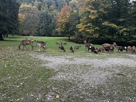 Damwild im Wildgehege Walldürn