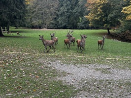 Damwild im Wildgehege Walldürn