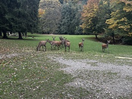 Damwild im Wildgehege Walldürn