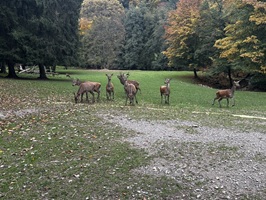 Damwild im Wildgehege Walldürn
