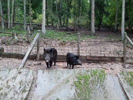 wildschweine