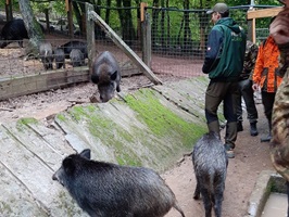 wildschweine-im-wildgehege