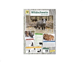 wildschwein