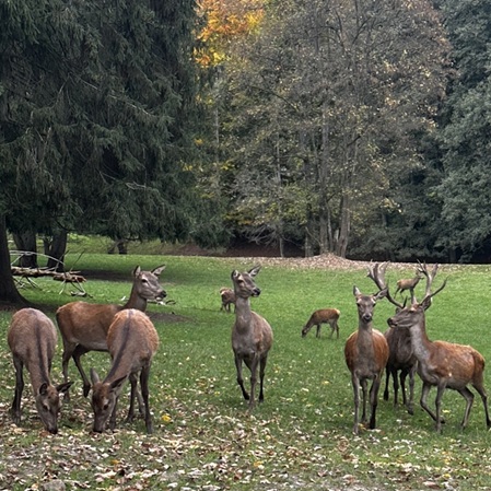 Wildgehege Besuch 2025